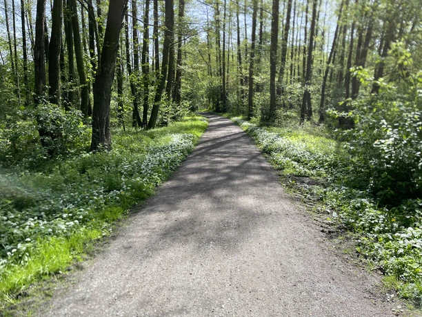 Waldweg.JPG Waldweg im Hasselbachtal