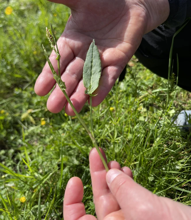 Wildkraeuter.JPG Hände halten eine Wildkräuterpflanze.