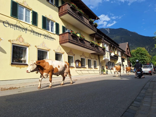 Kuh vor dem Haus