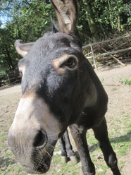 Mühlentag im Zoo Stralsund