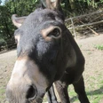 Mühlentag im Zoo Stralsund