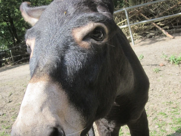 Mühlentag im Zoo Stralsund