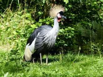 Kronenkranich