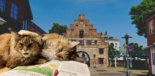 Kopfbild-Katzenmaerchen-Norderstrasse-aff