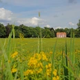 Dammaschwiesen Celle im Sommer – blühende Wiesenlandschaft mit Thaer’s Villa im Hintergrund Sommerlicher Blick über die blühenden Dammaschwiesen in Celle mit gelben Wildblumen und Thaer’s Villa im Hintergrund, umgeben von sattgrünen Bäumen und blauem Himmel.
