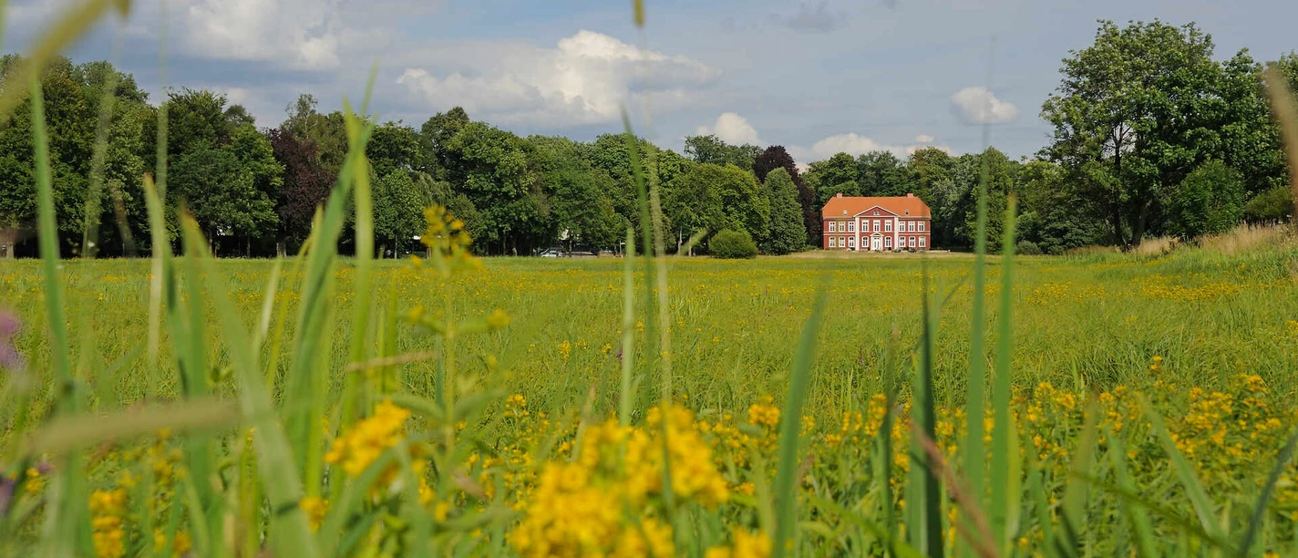 Dammaschwiesen Celle im Sommer – blühende Wiesenlandschaft mit Thaer’s Villa im Hintergrund Sommerlicher Blick über die blühenden Dammaschwiesen in Celle mit gelben Wildblumen und Thaer’s Villa im Hintergrund, umgeben von sattgrünen Bäumen und blauem Himmel.