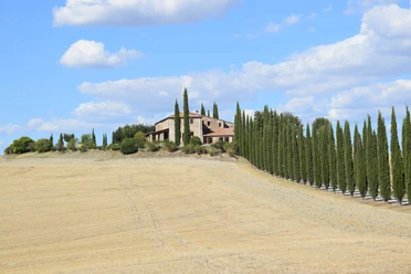 palmik-cypress-trees-2658940.jpg