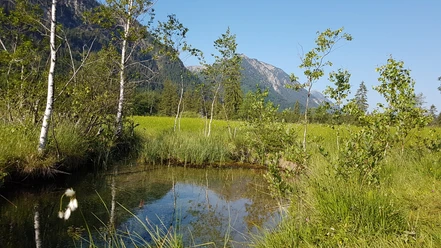 Naturschutzgebiet Ettaler Weidmoos
