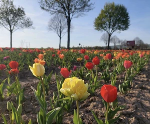Tulpenfeld Hofgarten Heise.jpeg Buntes Tulpenfeld mit leuchtend roten und gelben Blüten vor Bäumen und blauem Himmel.