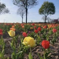 Tulpenfeld Hofgarten Heise.jpeg Buntes Tulpenfeld mit leuchtend roten und gelben Blüten vor Bäumen und blauem Himmel.
