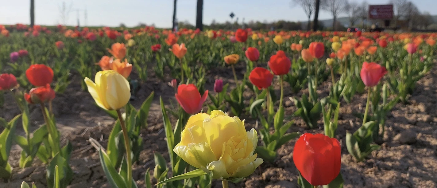 Tulpenfeld Hofgarten Heise.jpeg Buntes Tulpenfeld mit leuchtend roten und gelben Blüten vor Bäumen und blauem Himmel.