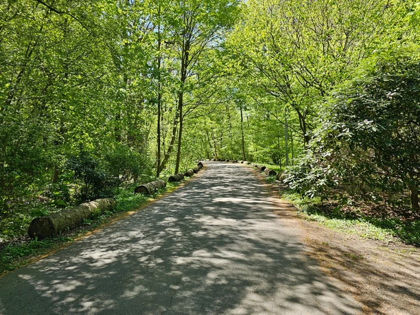 Ein ebener Asphaltweg mit Holzstämmen am Rand führt durch einen sonnigen, grünen Wald.