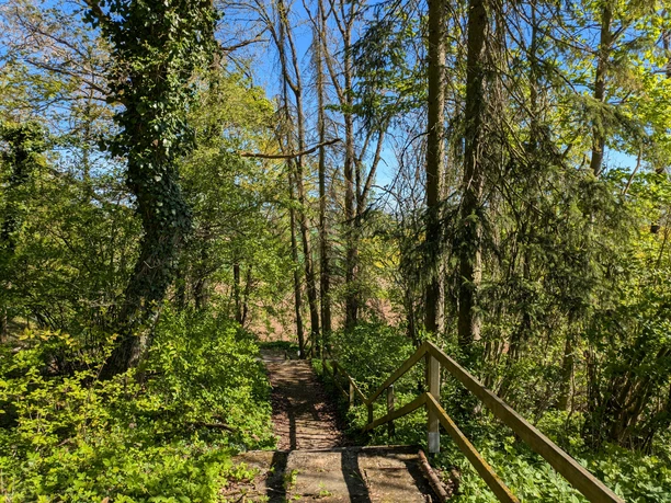 Kriegerdenkmal, Bartshausen, Bank, Ausblick, Panoramaweg Treppenweg mit Holzgeländer führt durch einen üppig grünen Wald hinab zu einem Feld.