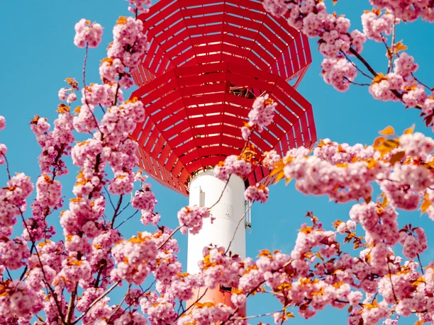 Fischparty CAL_0469 (c) Carmen Lindemann_Erlebnis Bremerhaven_CC0_WEB.jpg Rot-weißer Leuchtturm Oberfeuer, umrahmt von rosa Kirschblüten vor strahlend blauem Himmel.