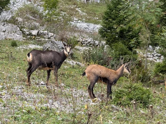 Gämse in der Mythenregion