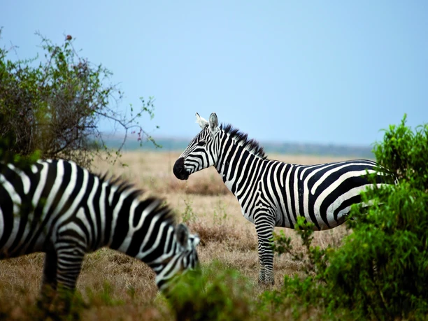 108 KENIA Zebras 300dpi