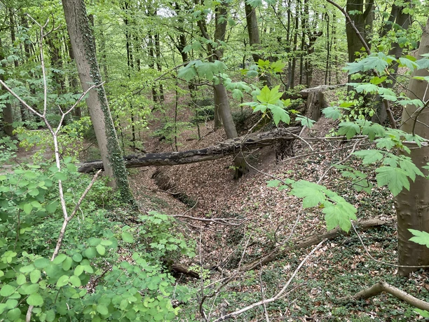 Waldschlucht.jpeg