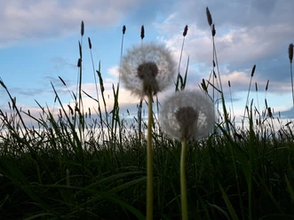 Pusteblumen Pusteblumen im Vordergrund mit bewölkten Himmel im Hindergrund