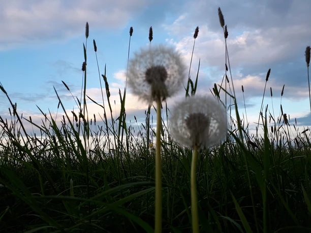 Pusteblumen Pusteblumen im Vordergrund mit bewölkten Himmel im Hindergrund