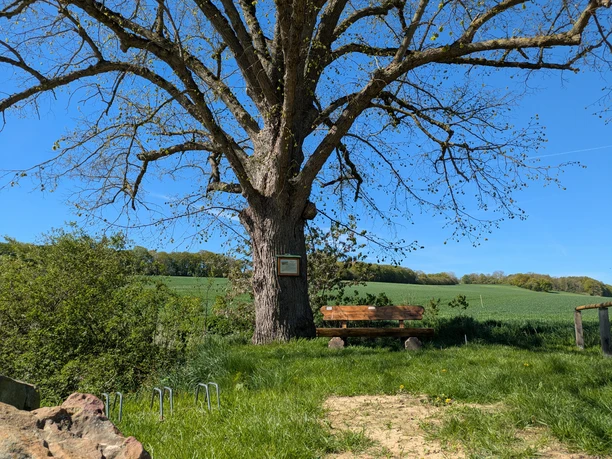 Große, alte Linde mit Rastbank und Infotafel vor weiten grünen Feldern unter blauem Himmel.