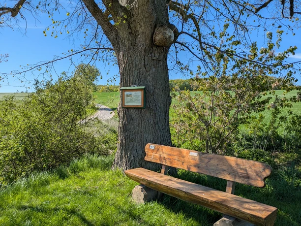 Alte Linde mit Holzbank und Infotafel an einem Weg zwischen grünen Feldern unter blauem Himmel.