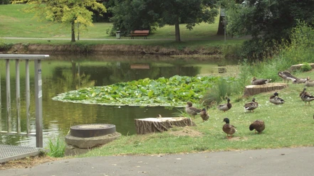 Salgenteich_Salzgitter-Bad_HD_16zu9.JPG Enten rasten am grünen Ufer des Salgenteichs, im Wasser treiben viele große Seerosenblätter.