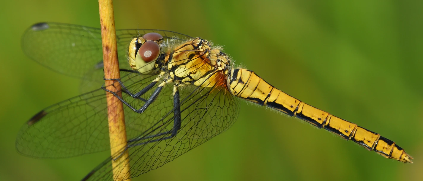Frühe Heidelibelle_Foto Andreas Schüring.JPG