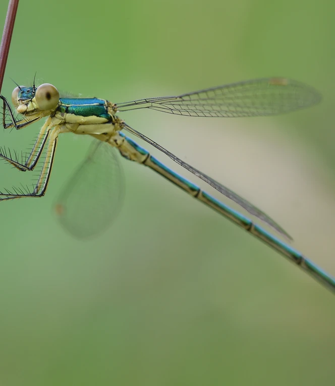 Libelle des Jahres 2016 Die Gemeine Binsenjungfer_Foto Andreas Schüring.JPG