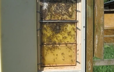 Bienenlehrpfad.png