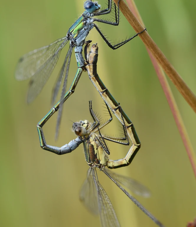 Paarungsgrad zweier Binsenjungfern - Foto Andreas Schüring.JPG