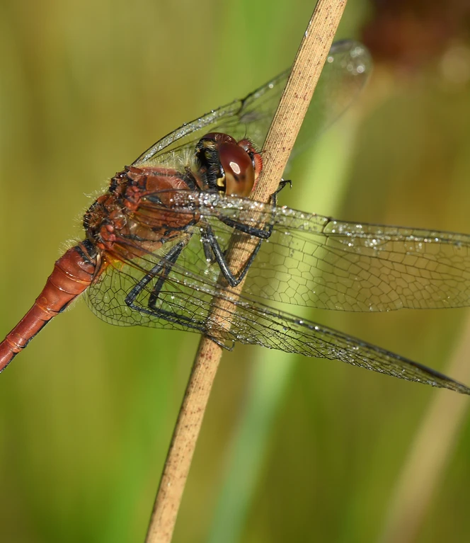 Rote Heidelibelle_Foto Andreas Schüring.JPG