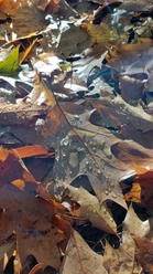 Herbstblätter Detail September-November (co) Theiß