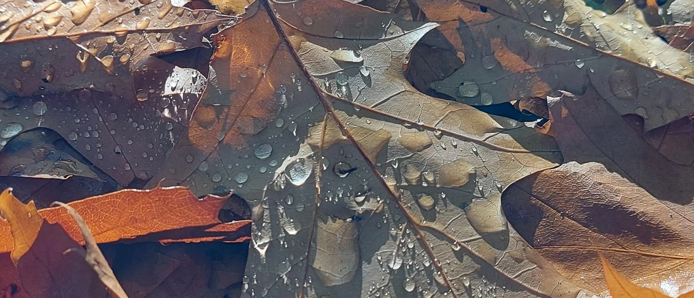 Herbstblätter Detail September-November (co) Theiß