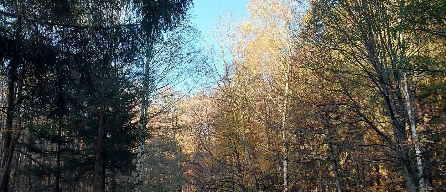 Novemberstimmung Waldweg blauer Himmel(co) Theißen