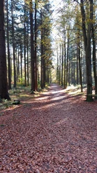Weg Fichtenwald Schlangenberg September-November (
