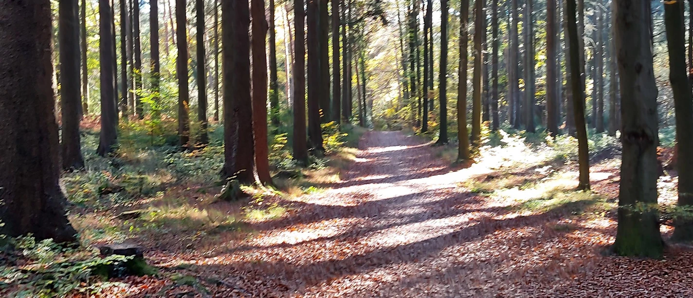 Weg Fichtenwald Schlangenberg September-November ( Weg Fichtenwald Schlangenberg September-November (