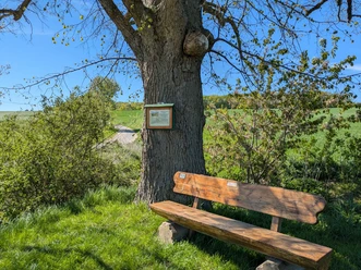 Alte Linde, Avendsausen, Panoramaweg