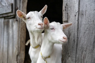 Tierkinder im Freilichtmuseum Zwei weiße Ziegen blicken aus einem alten Holzstall ins Freie.