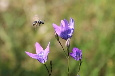 Schmalbiene besucht Glockenblume ©Luisa Schubert.jpg