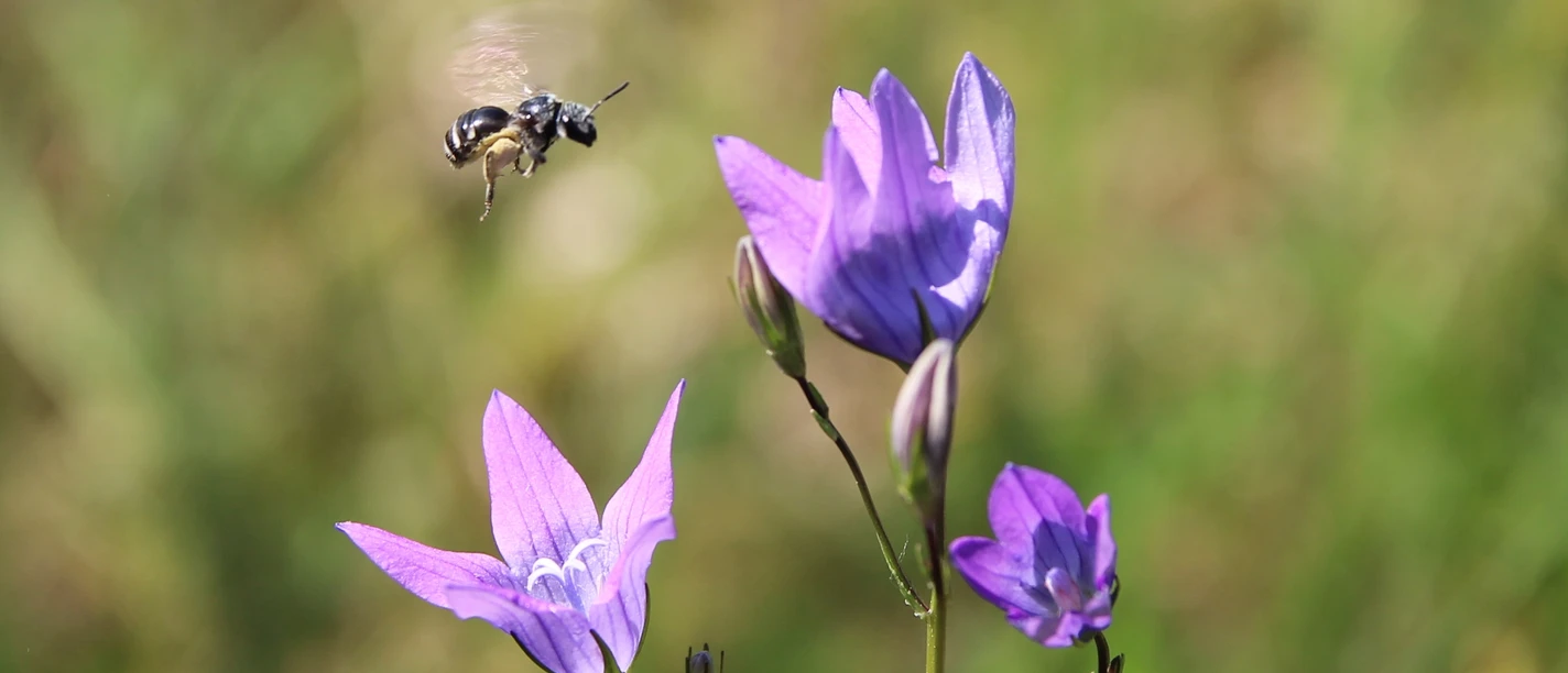 Schmalbiene besucht Glockenblume ©Luisa Schubert.jpg