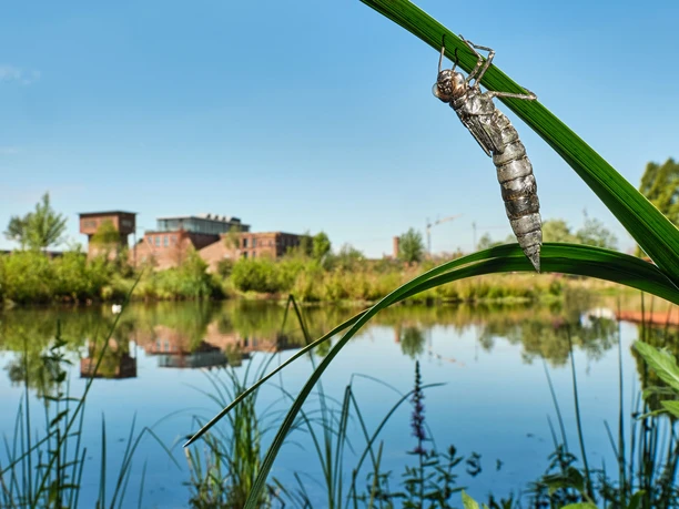 Larvenhaut Blaugrüne Mosaikjungfer
