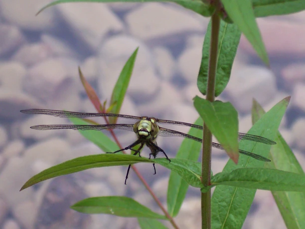 Waldgarten Hofheim_Mosaikjungfer