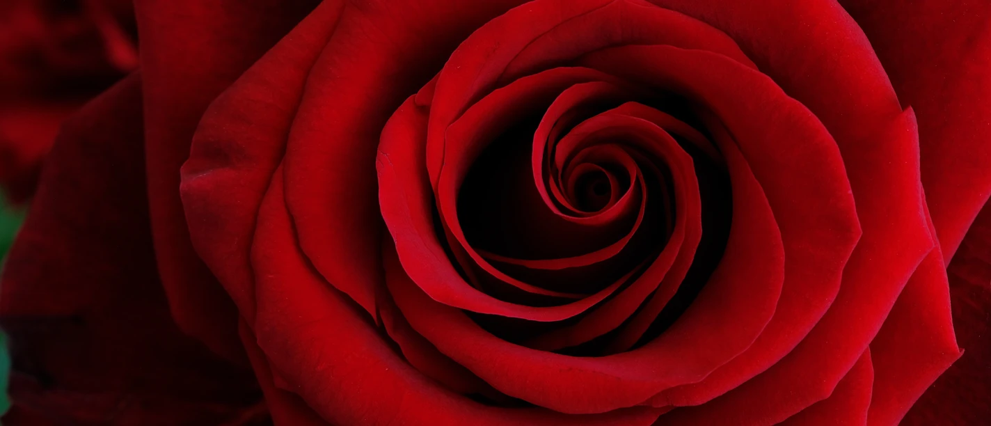 nickype-rose-6954137.jpg