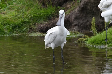 Löffler Ein Löffler steht im Wasser