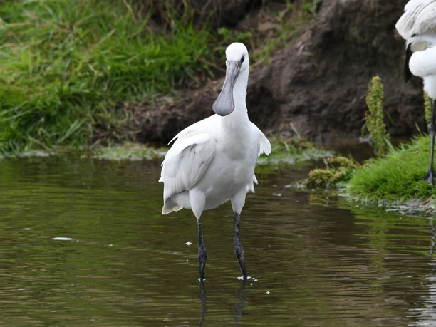 Löffler Ein Löffler steht im Wasser