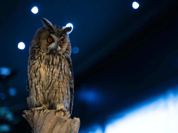 Waldohreule in der Dauerausstellung