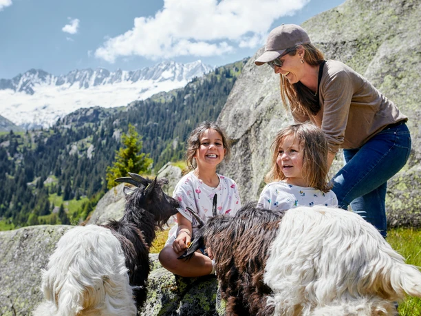 Large Göscheneralp Geissenparadies