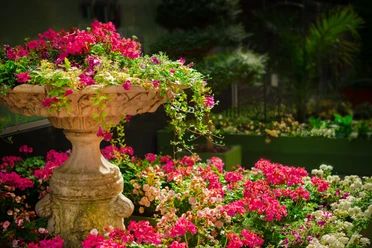 dar1930-garden-670516.jpg