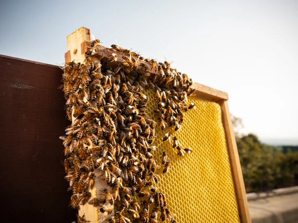 Eine Wabe mit Bienen und Honig ist zu erkennen, im Hintergrund sieht man den blauen Himmel.