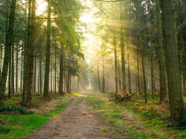 forest-2209226_1280.jpg